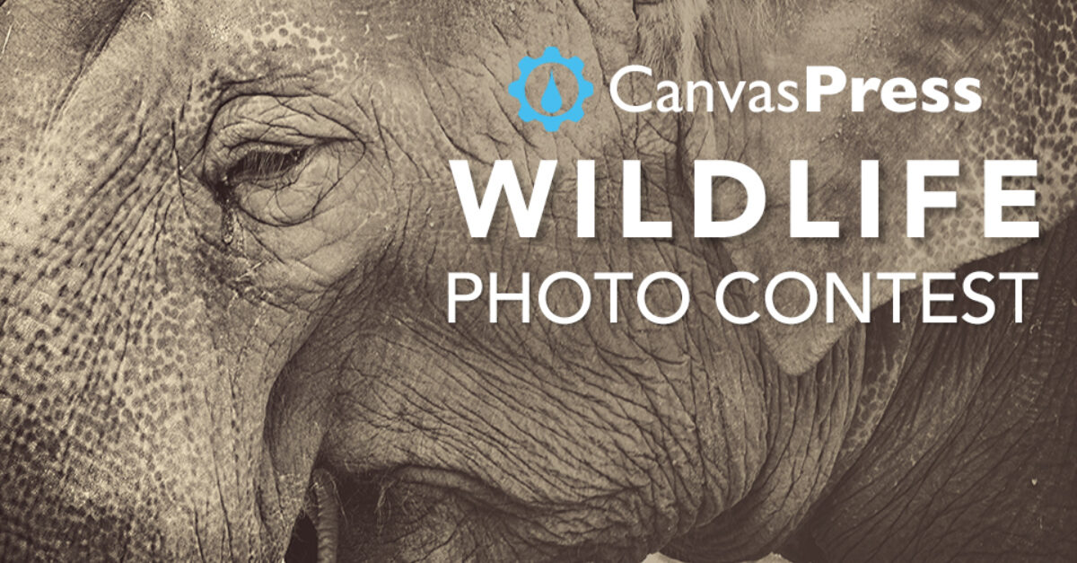 Announcing our Wildlife Photo Contest