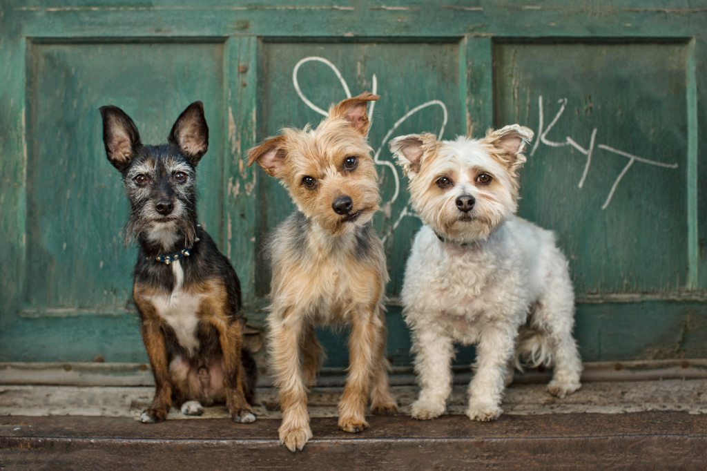 Top 50 Pet Photographers in the US 30