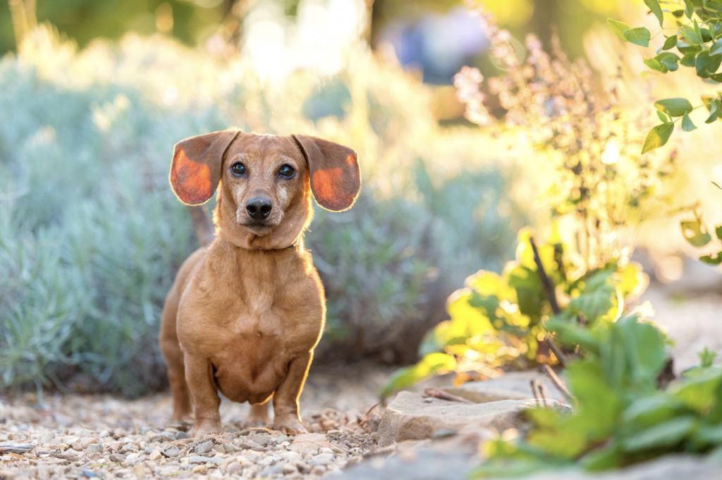 Top 50 Pet Photographers in the US 40