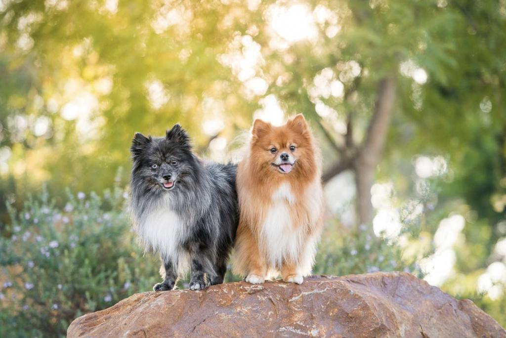Top 50 Pet Photographers in the US 48