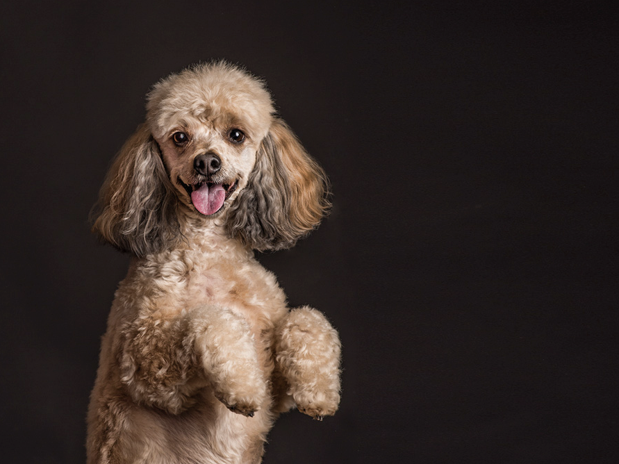 Top 50 Pet Photographers in the US 6