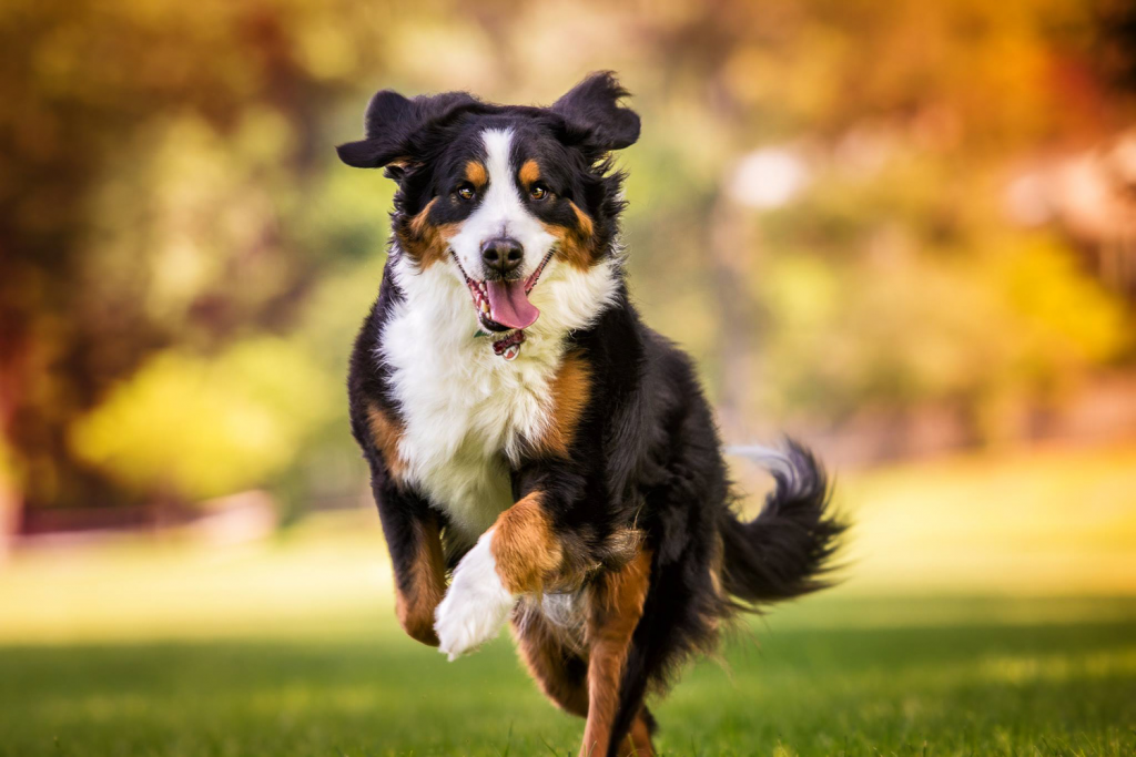 Top 50 Pet Photographers in the US 9