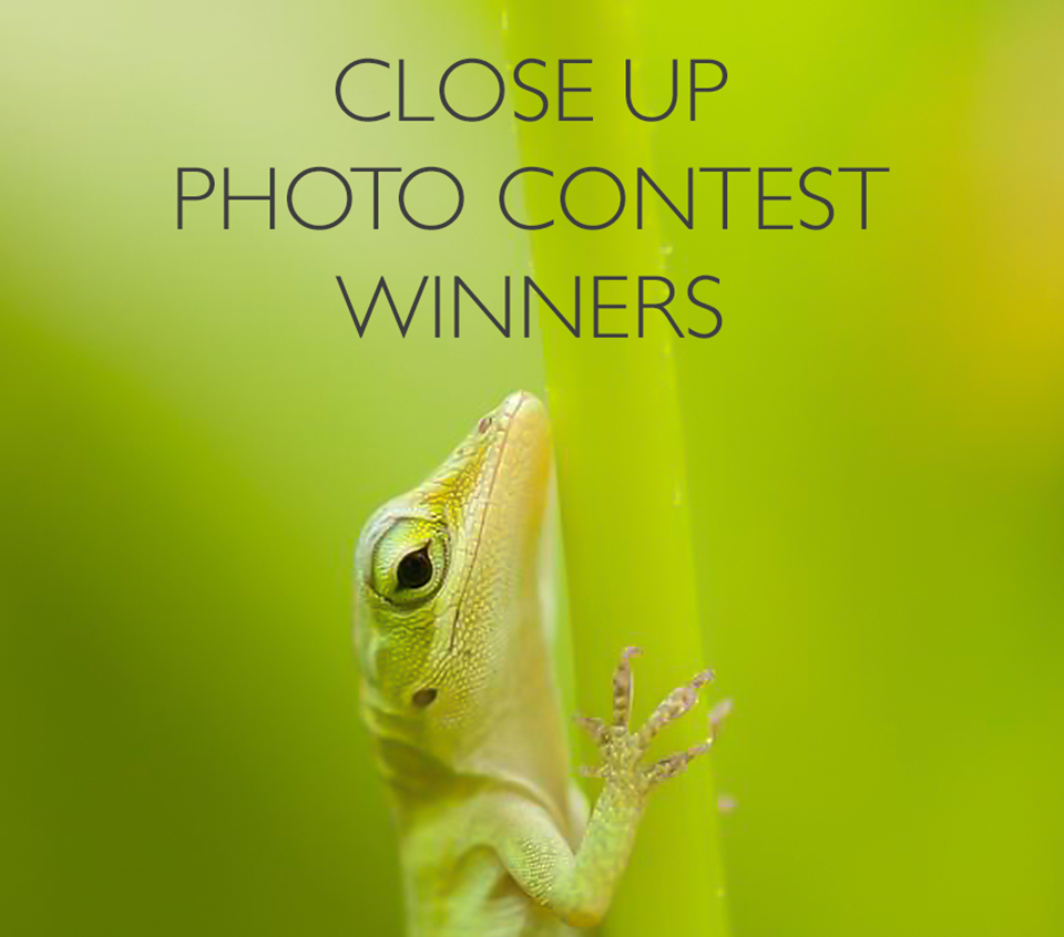 close up photo contest, canvas press