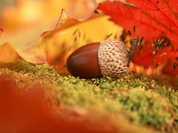 fall colors, autumn photography, fall landscapes, acorn, fall art, leaves changing color, fall leaves