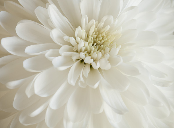 white mum, white flowers, communicate with colors, decor ideas, decorating tips, digital photography
