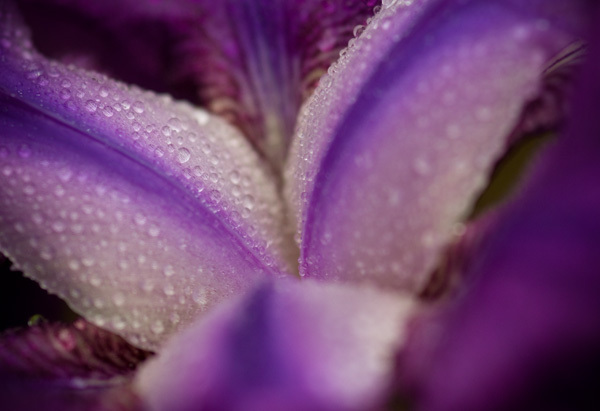 purple iris, purple flower, communicate with colors, decor ideas, decorating tips, digital photography