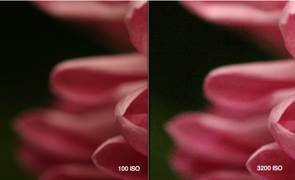 digital photography, DSLR, photo tutorial, photo how to, ISO, ASA, flower photo, photo comparison