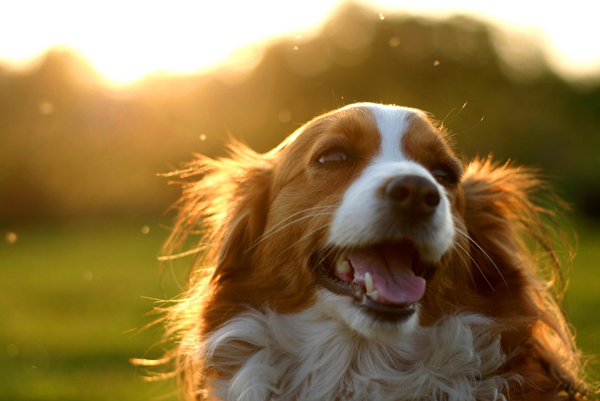 Better pet photos, photograph your pets, sunset photo of dog