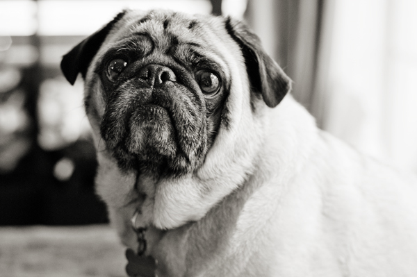 better pet photos, photographing your pets, black and white pug