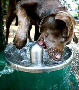 dog drinking water, close up of dog