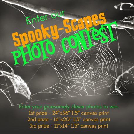 photo contest, facebook contest, halloween, october, spider web