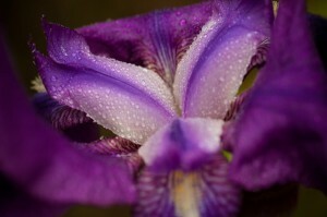how to take photos of flowers, flower photography, spring photography, DIY, camera lesson, macro photography