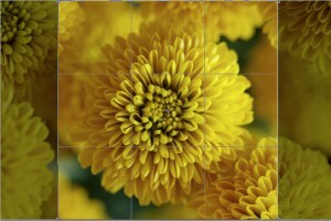 how to take photos of flowers, flower photography, spring photography, DIY, camera lesson