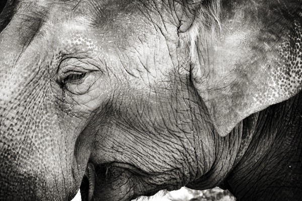 elephant, elephant close-up, zoo safari, safari photos, photography