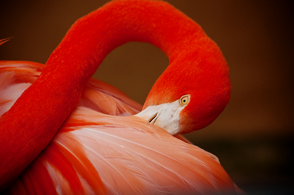photo safari, photography, zoo safari, pink flamingo