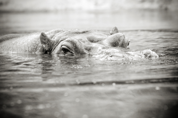 swimming hippo, hippopotamus, zoo safari, photo safari